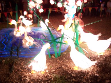 ducks